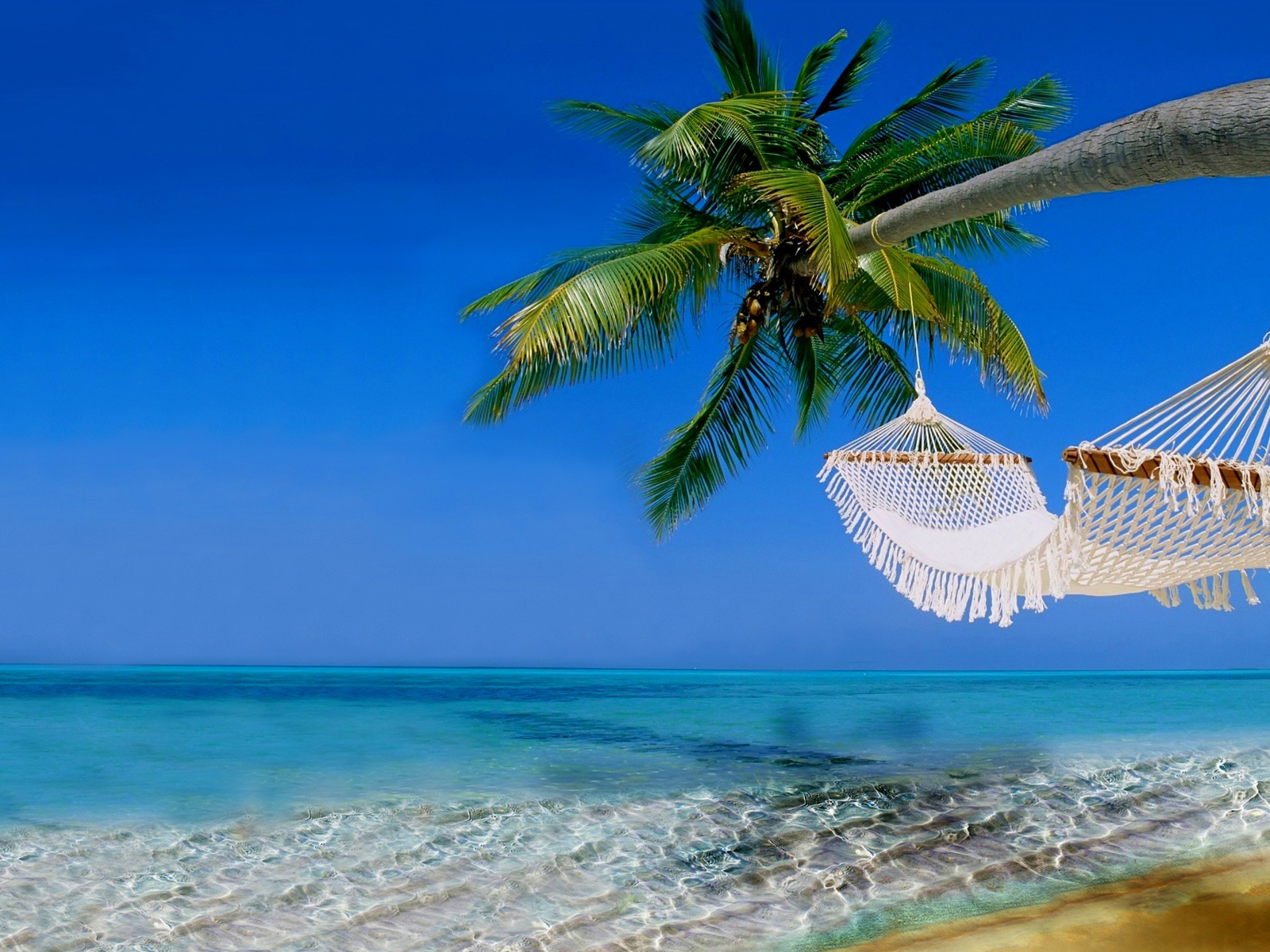 Белый гамак на пальме над чистым океаном