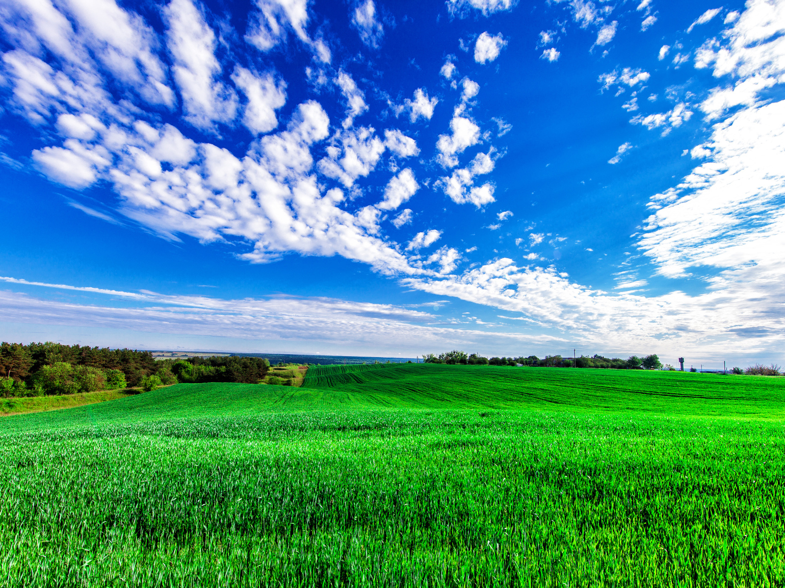 Зеленое поле пшеницы под красивым голубым небом с облаками