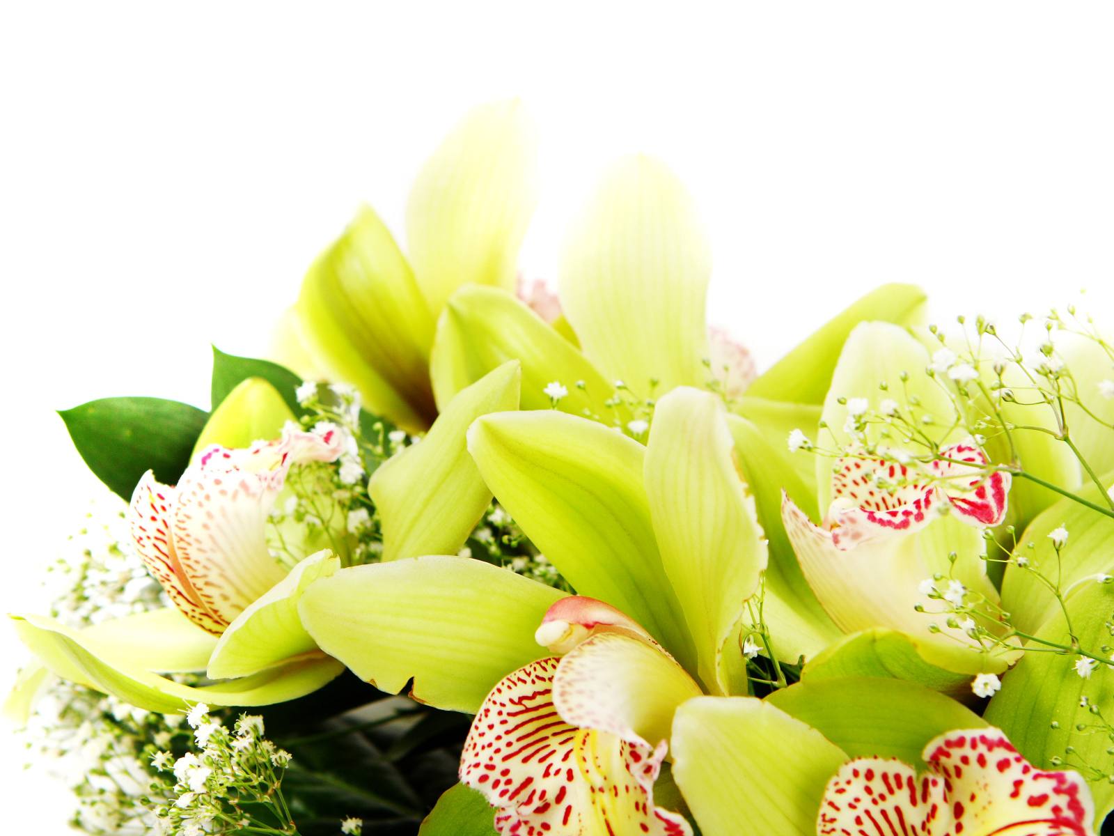 Экзотические цветы орхидеи крупным планом на белом фоне