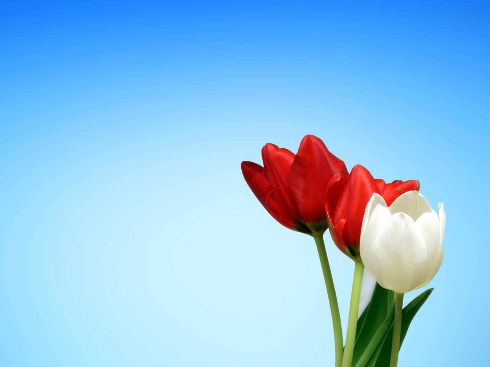 Два красных и белый тюльпан на голубом фоне