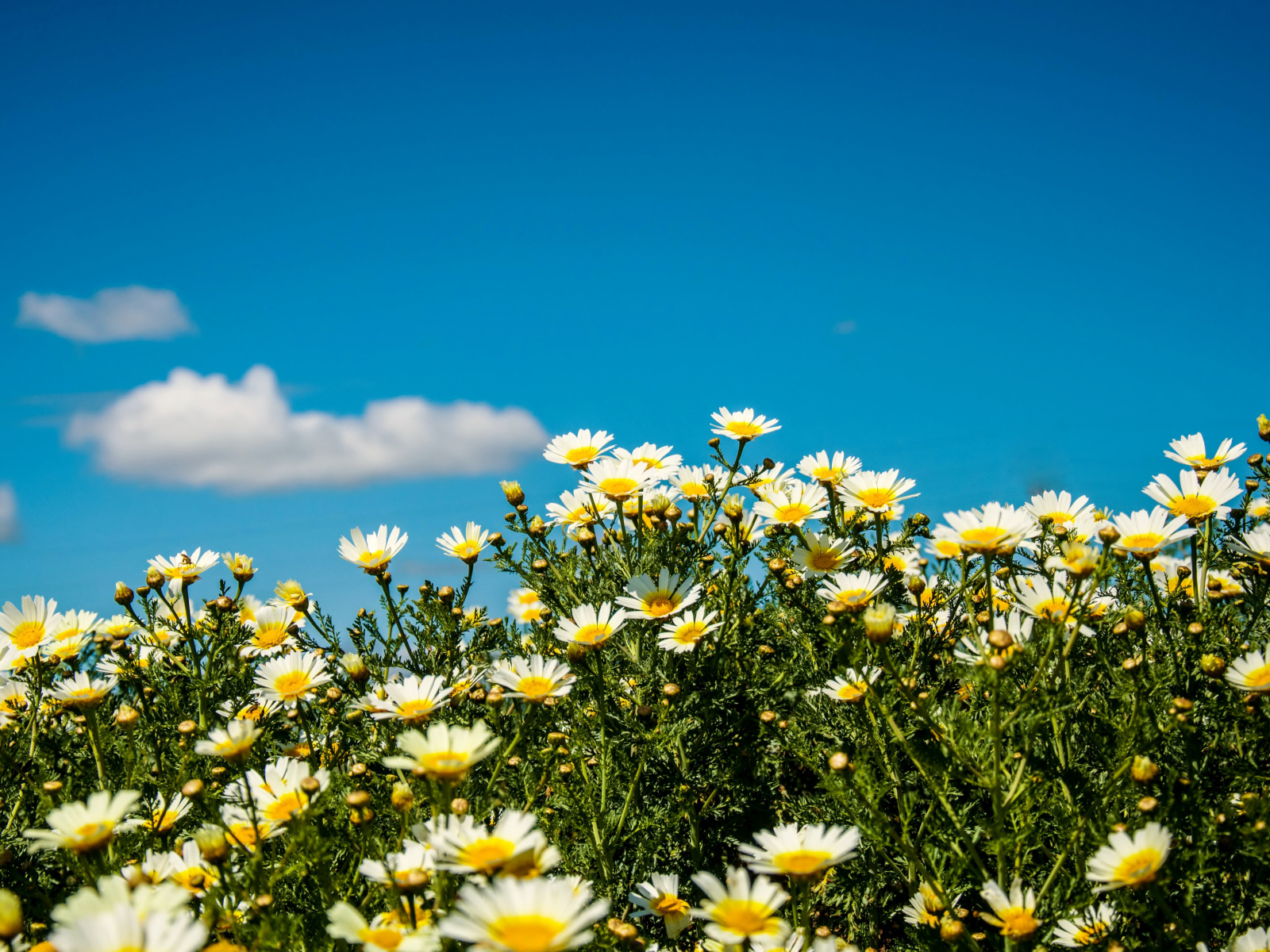 Белые полевые ромашки под летним голубым небом