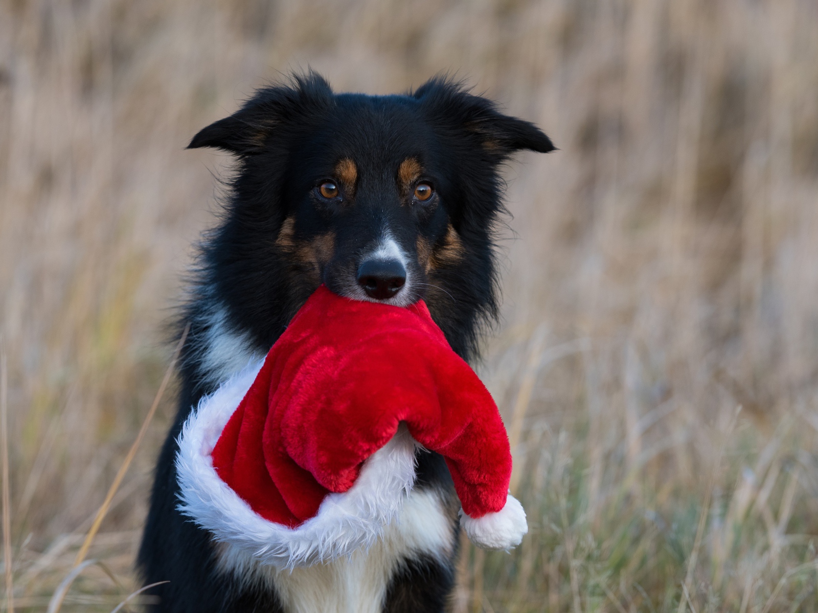 Собака с шапкой Санта Клауса в зубах 