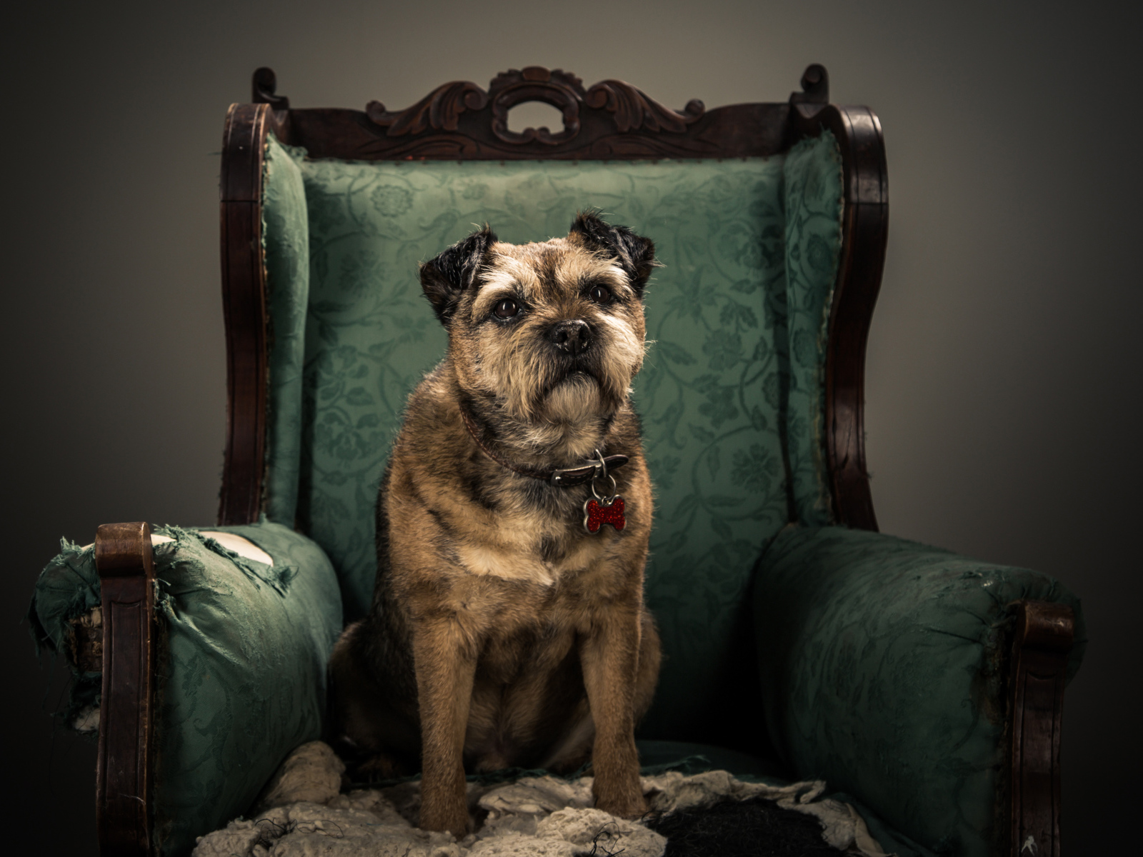 Собака породы Бордер-терьер сидит в кресле