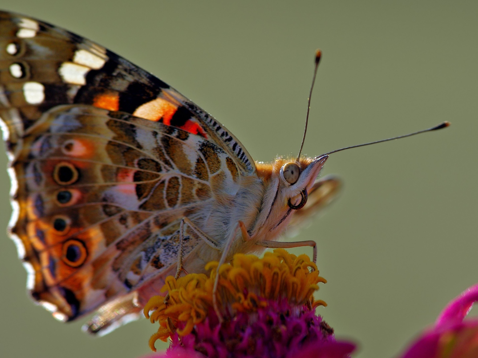 Butterfly sits on a pink flower, macro photography