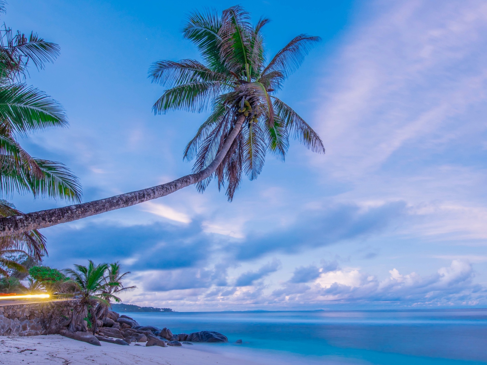Big palm tree on a tropical beach in the background of a beautiful sky
