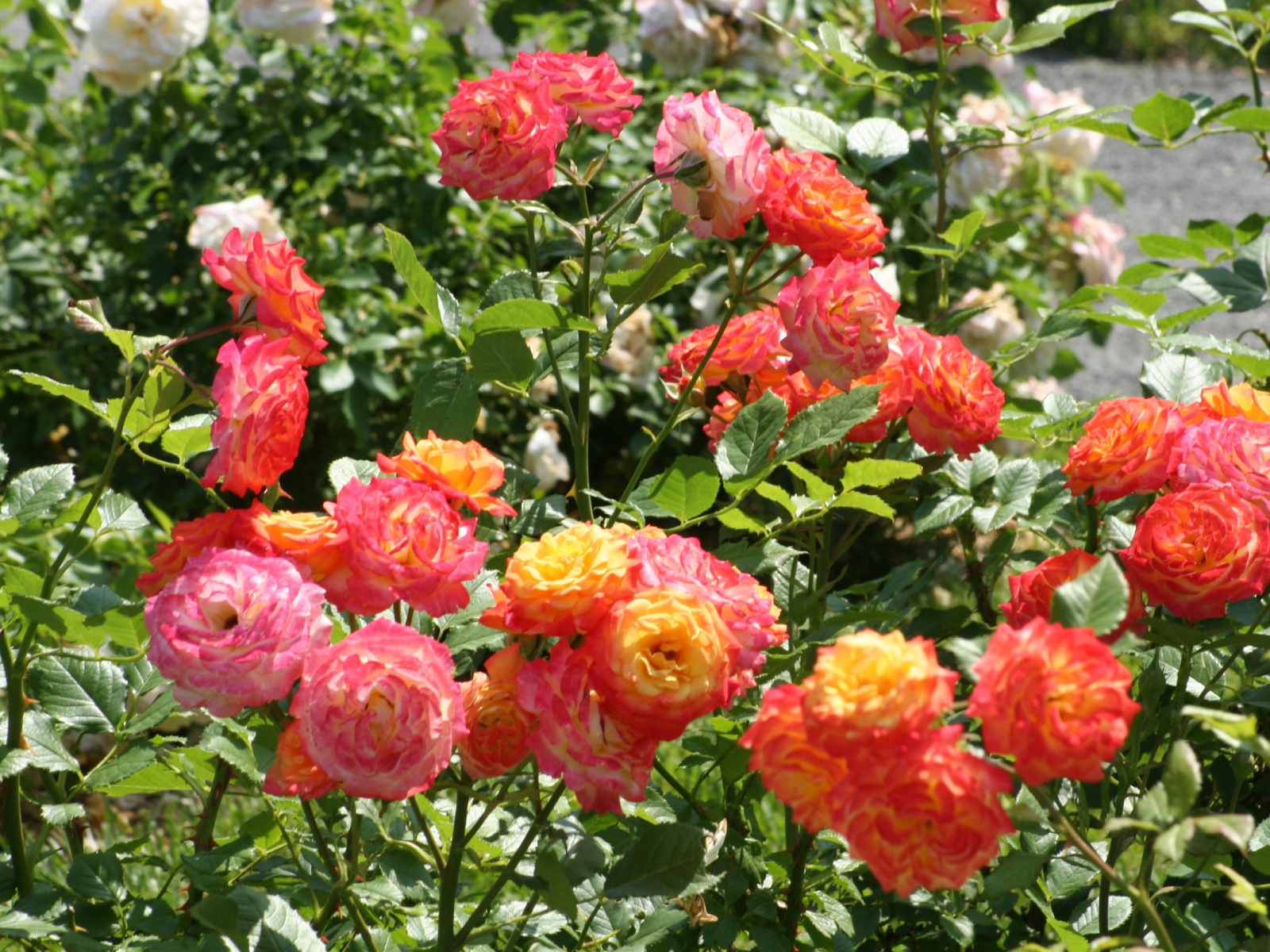 Красивые садовые розы на клумбе