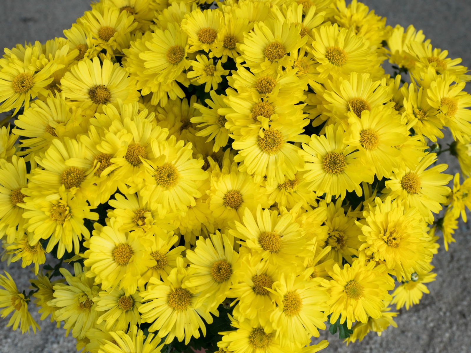 Большой букет желтых цветов хризантемы