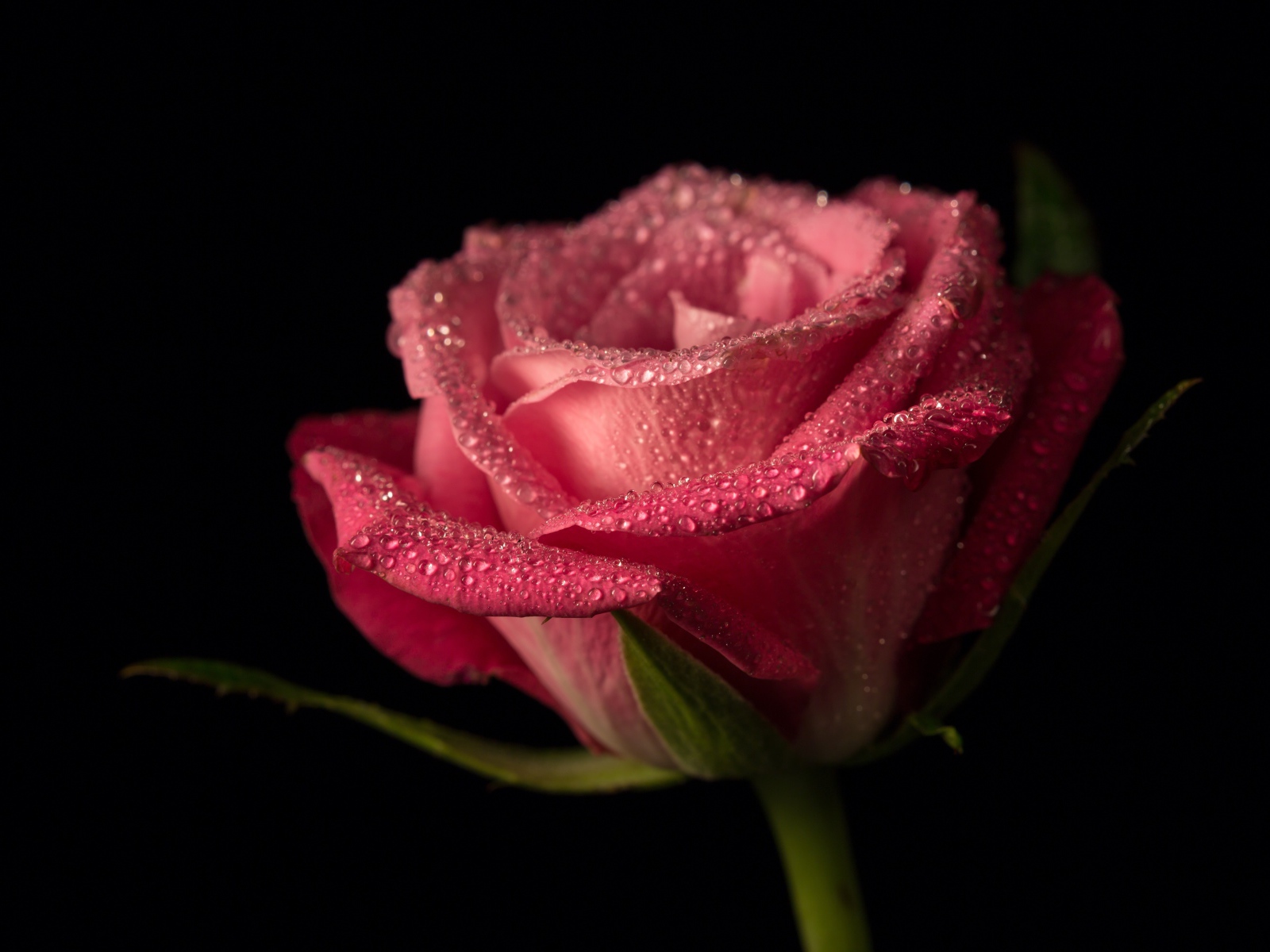 Розовая роза в каплях росы на черном фоне