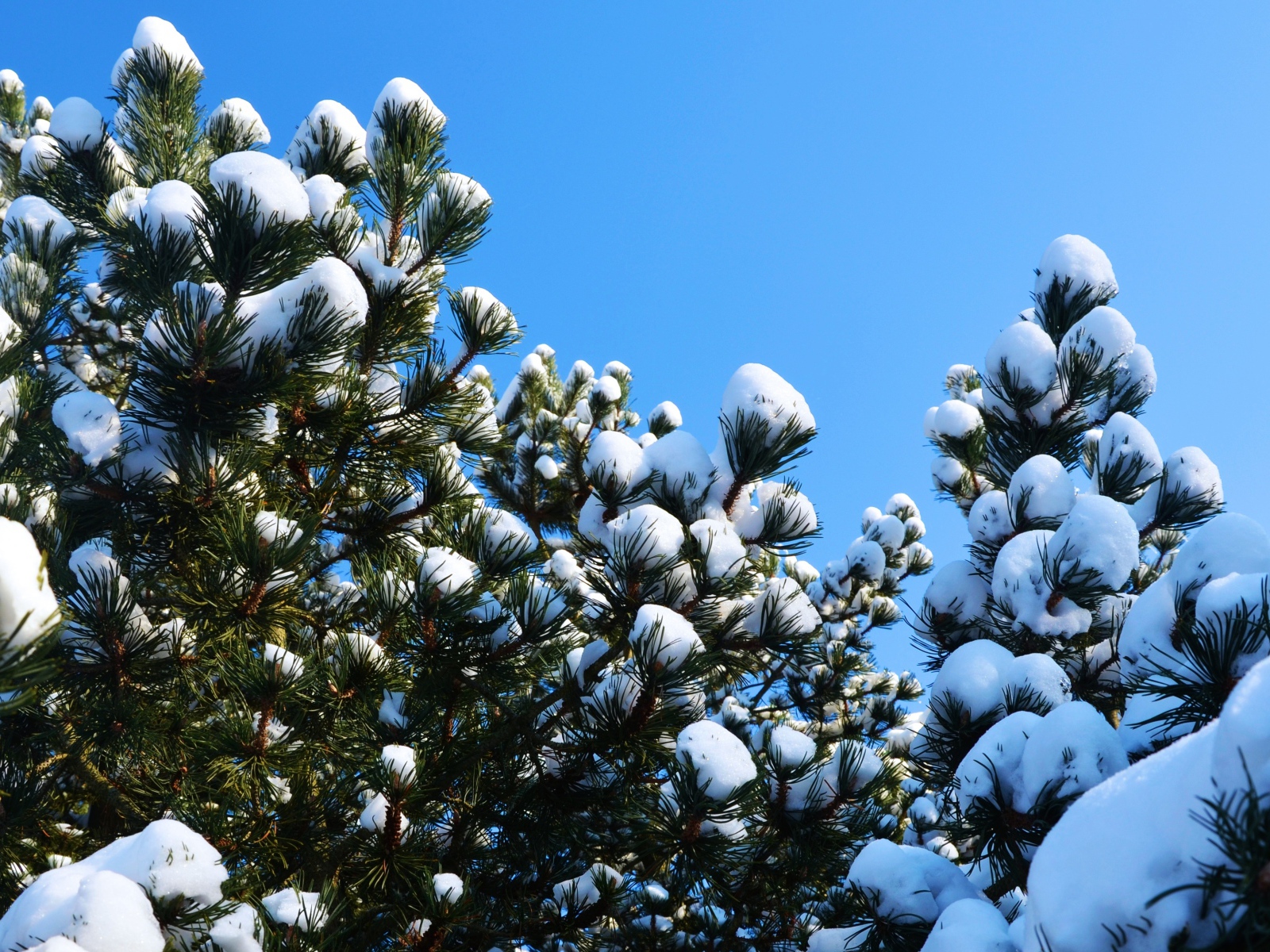 Снег лежит на ветках сосны под голубым небом