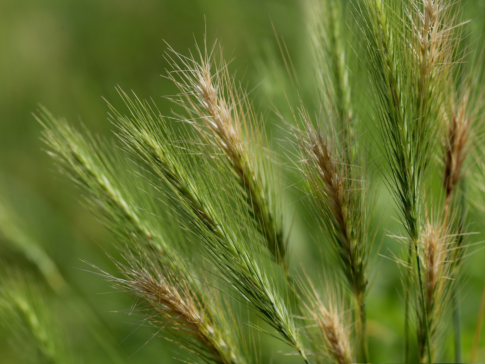 Зеленые колосья пшеницы крупным планом на поле