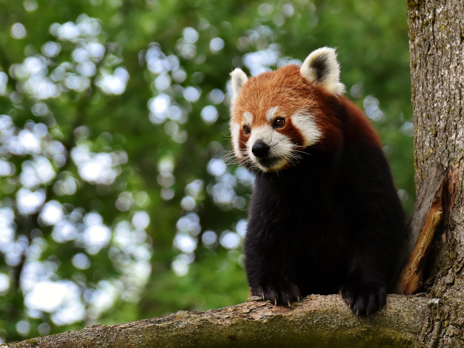 Большая красная панда сидит на дереве