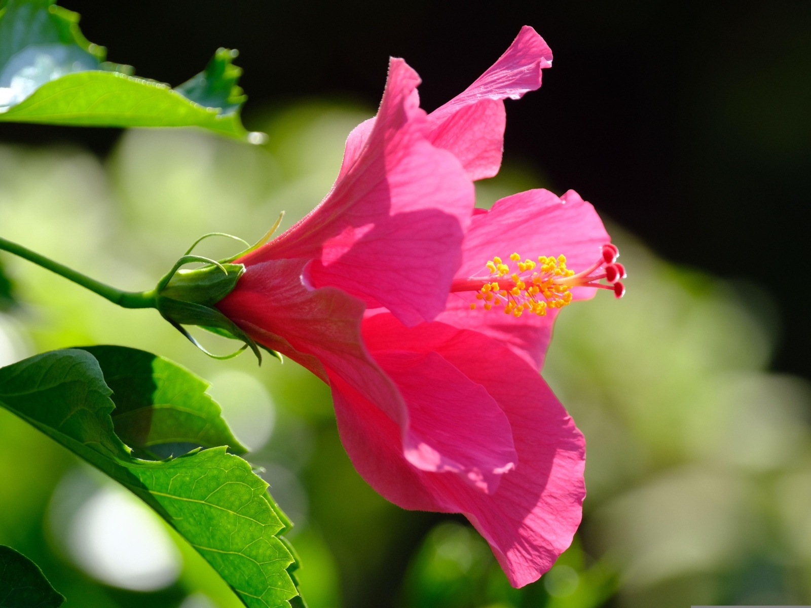 Розовый большой цветок гибискуса