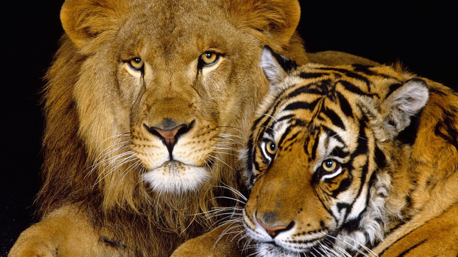 Лев и тигрица