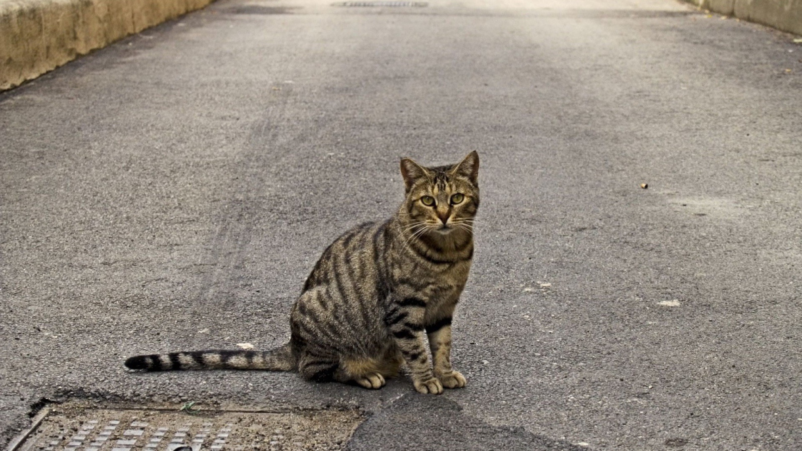 Полосатый кот на дороге
