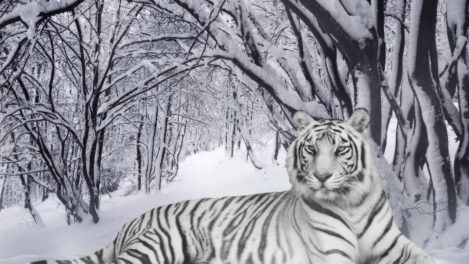 Белый тигр в лесу