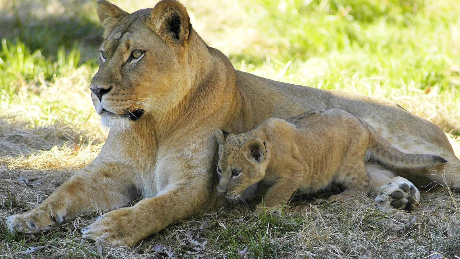 Львица и малыш