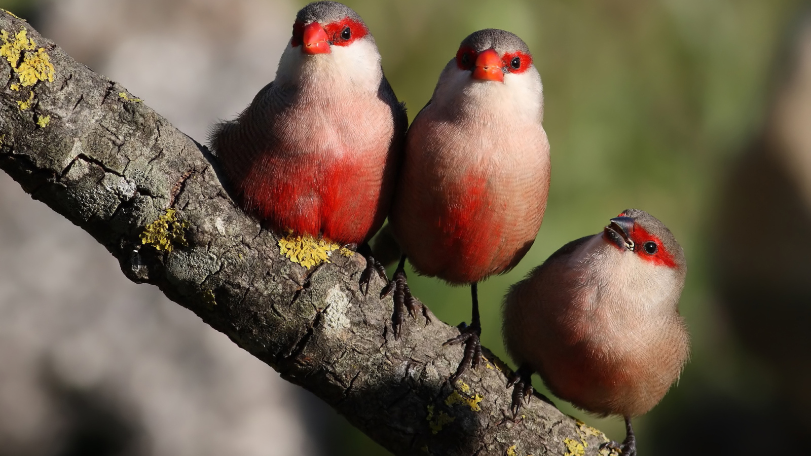 Три красногрудые птицы