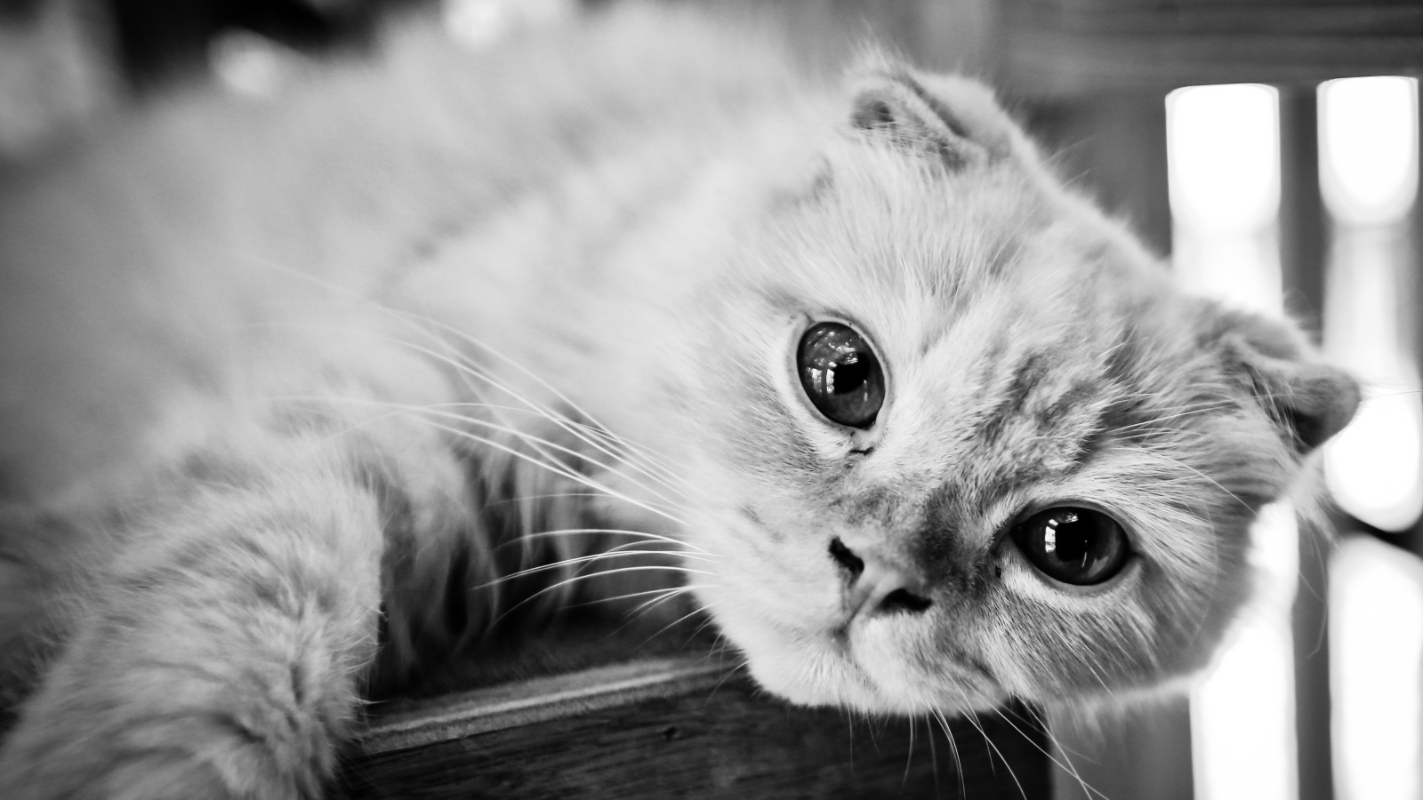 Красивый шотландский вислоухий кот, черно-белое фото