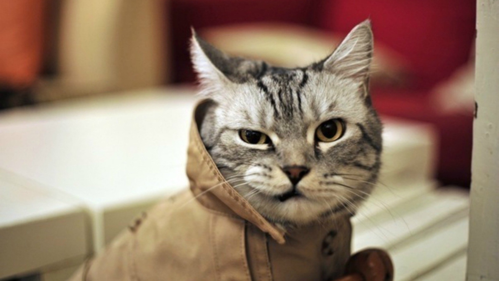 Кот в пальто