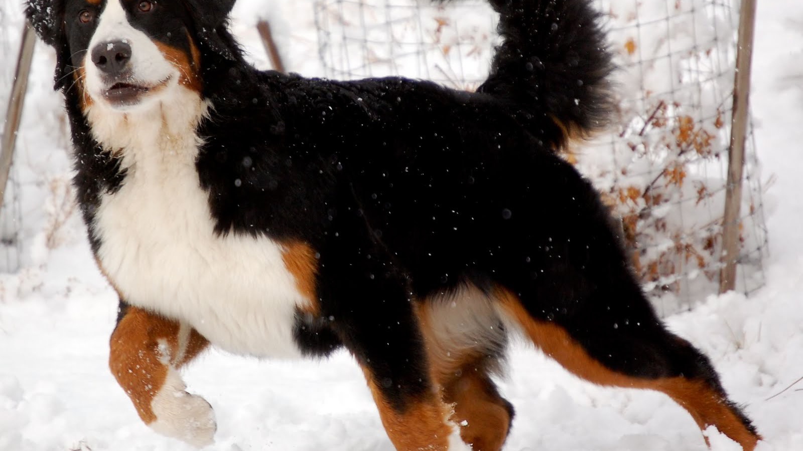 Bernese Mountain Dog is preparing to run Desktop wallpapers 1600x900