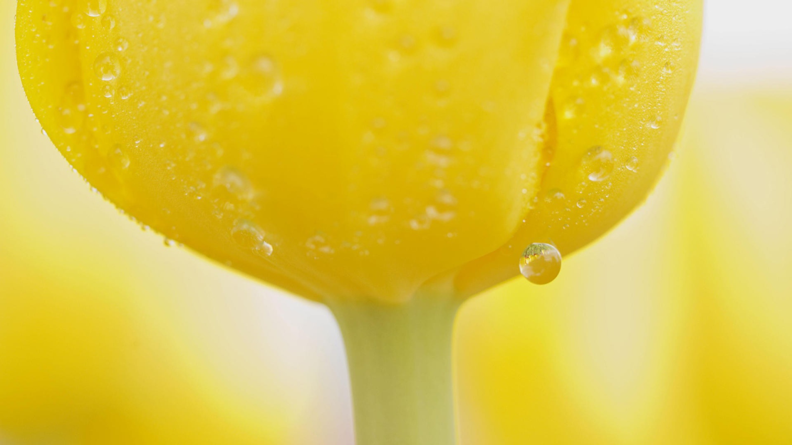 Капли воды на желтом тюльпане