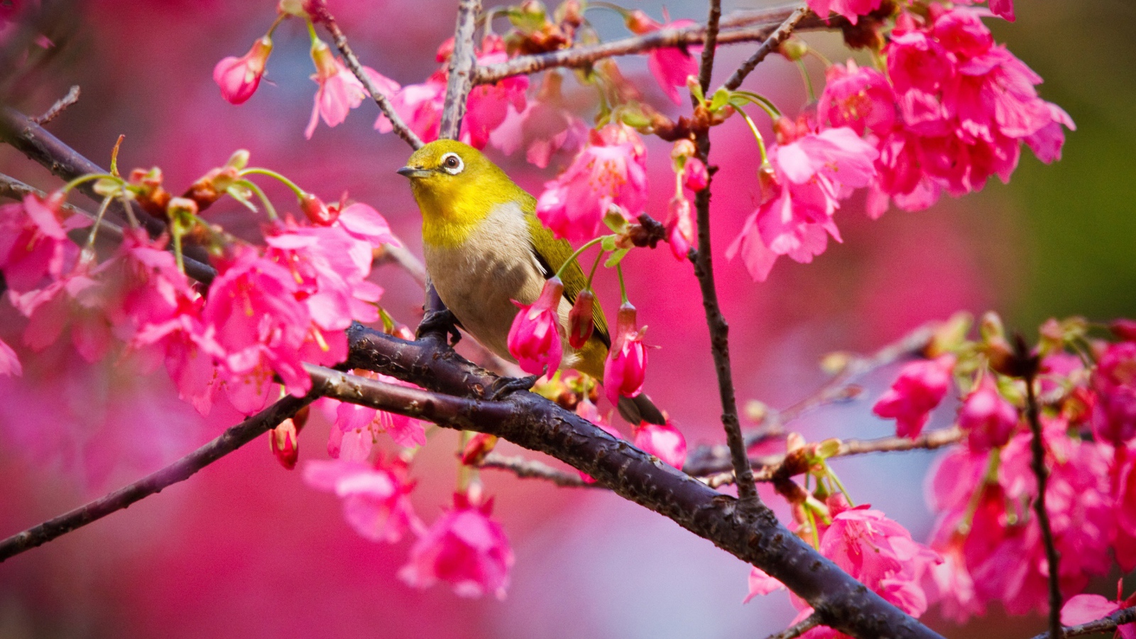Горная вишневая птичка