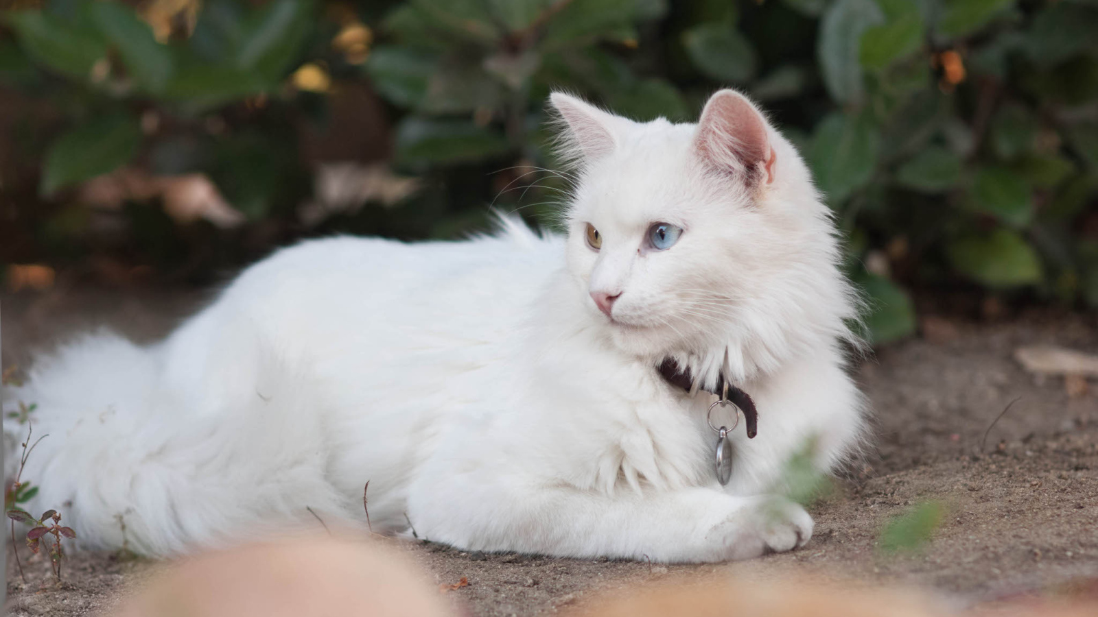 Красивая кошка турецкая ангора