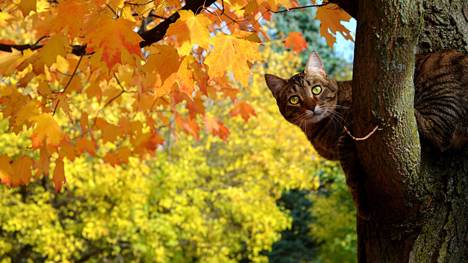 Кот сидит на дереве