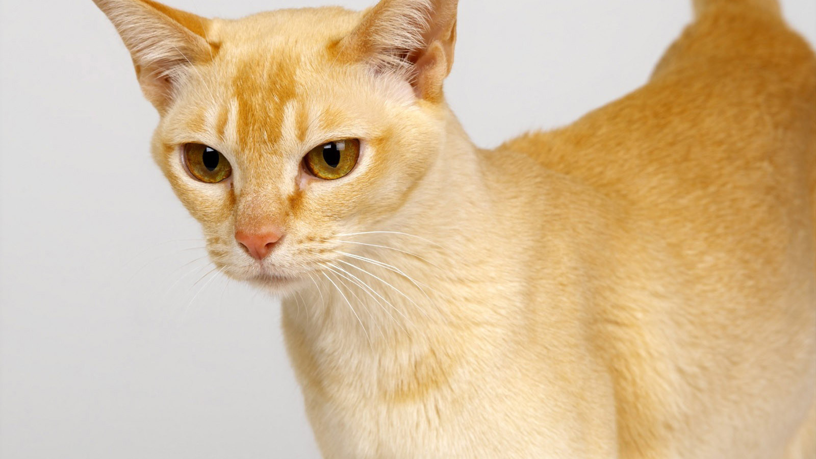 Выразительный глаза цейлонской кошки