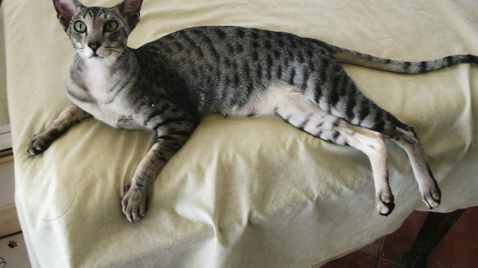 Ориентальная короткошерстная кошка на кровати