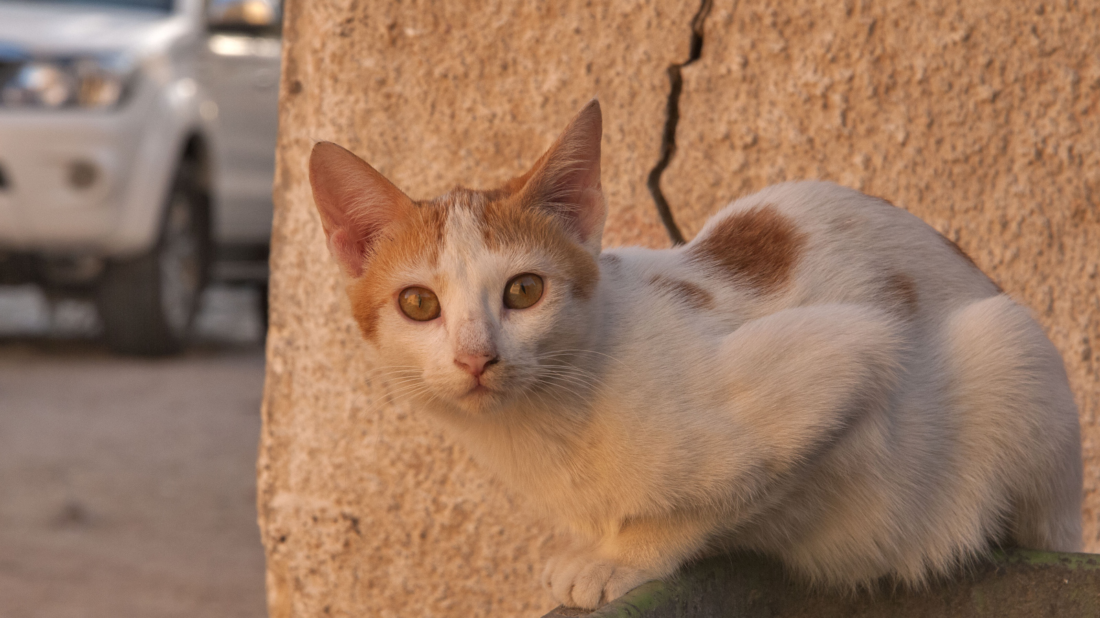 Уличный кот аравийский мау