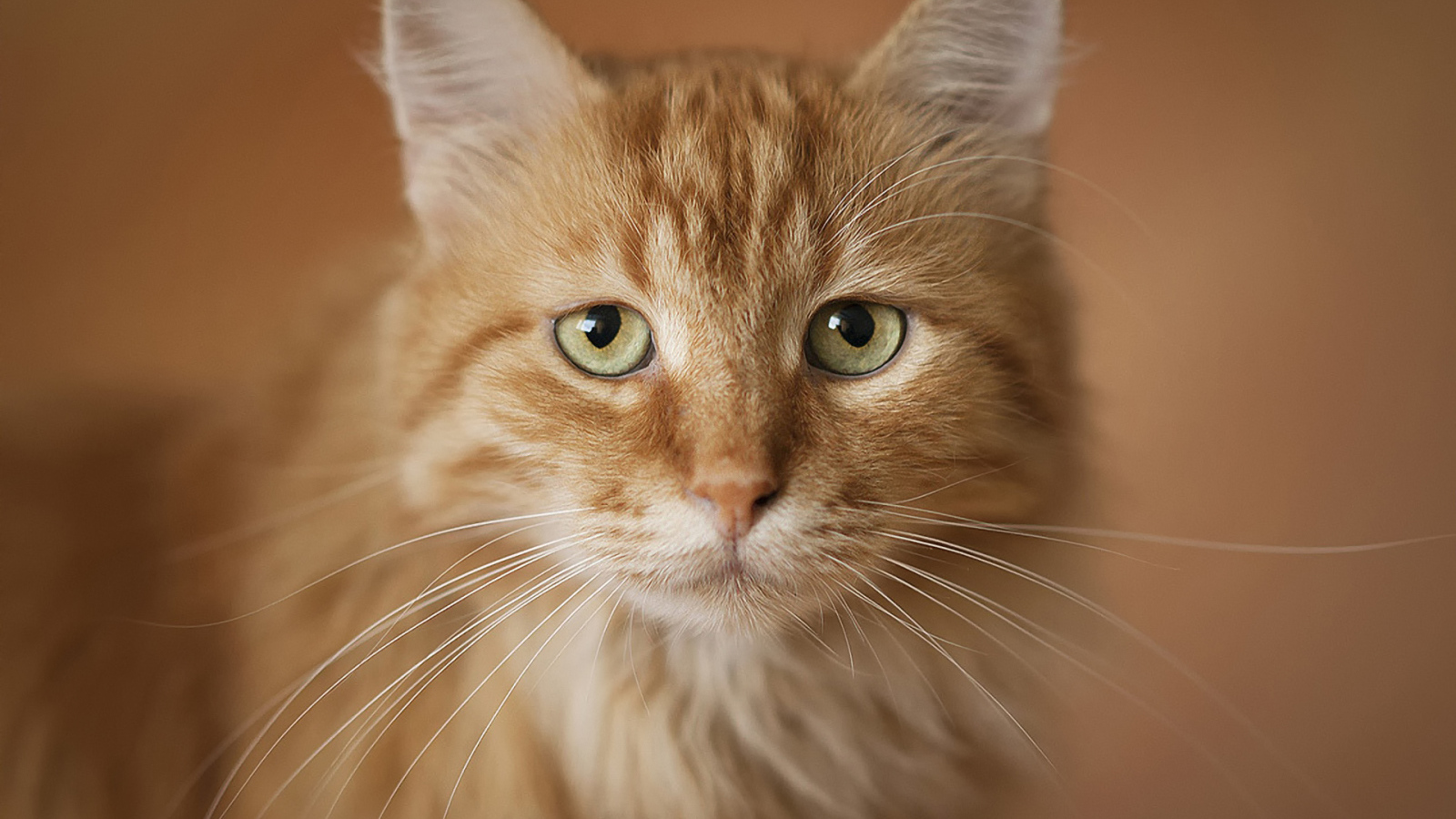 Портрет рыжего кота