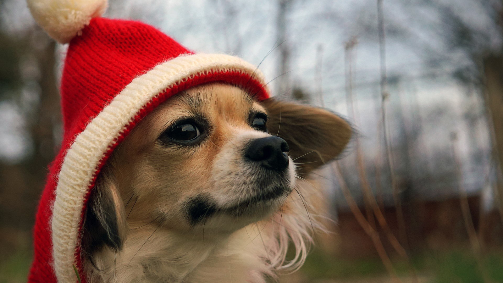 Собачка в красной шапке