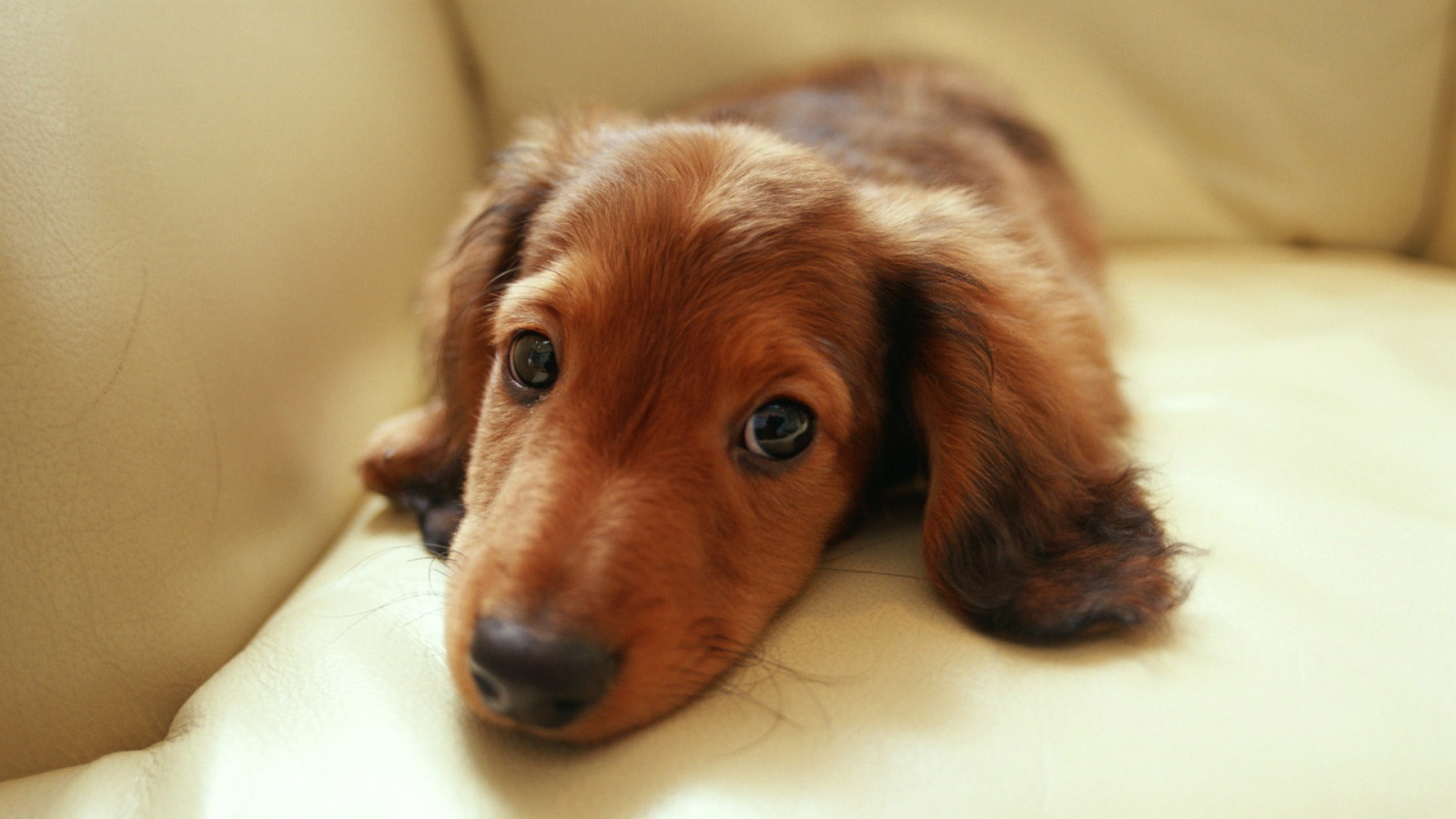 Sad dachshund lying on the couch