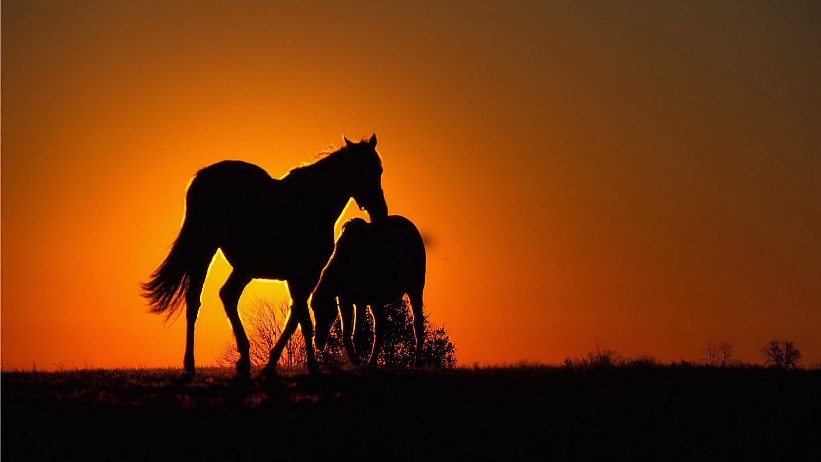 	   Silhouettes of horses in the sun