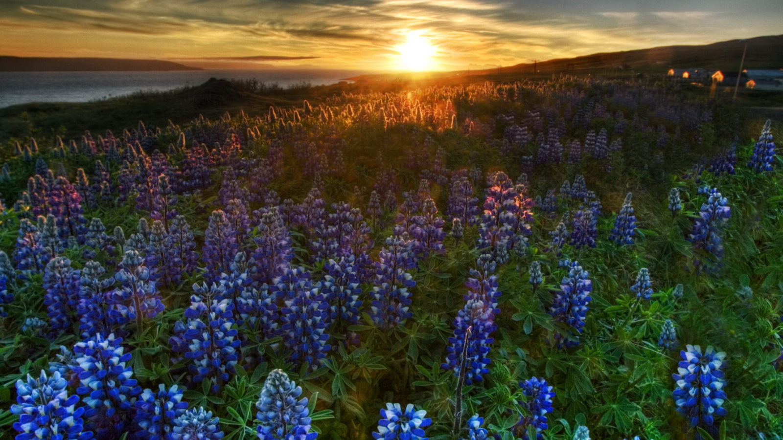 Очаровательные цветы гиацинт на поляне на закате солнца