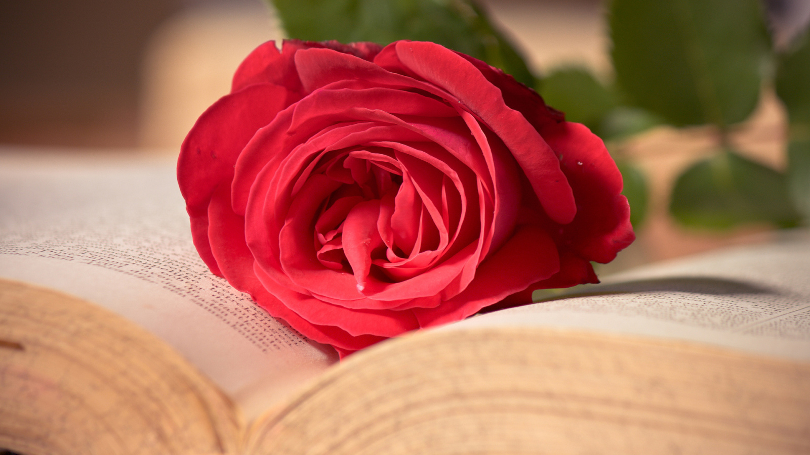 Red rose on the pages