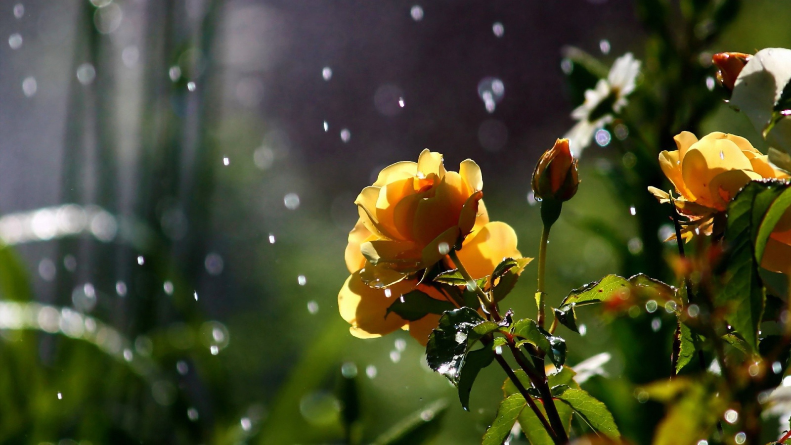 Yellow roses in the rain