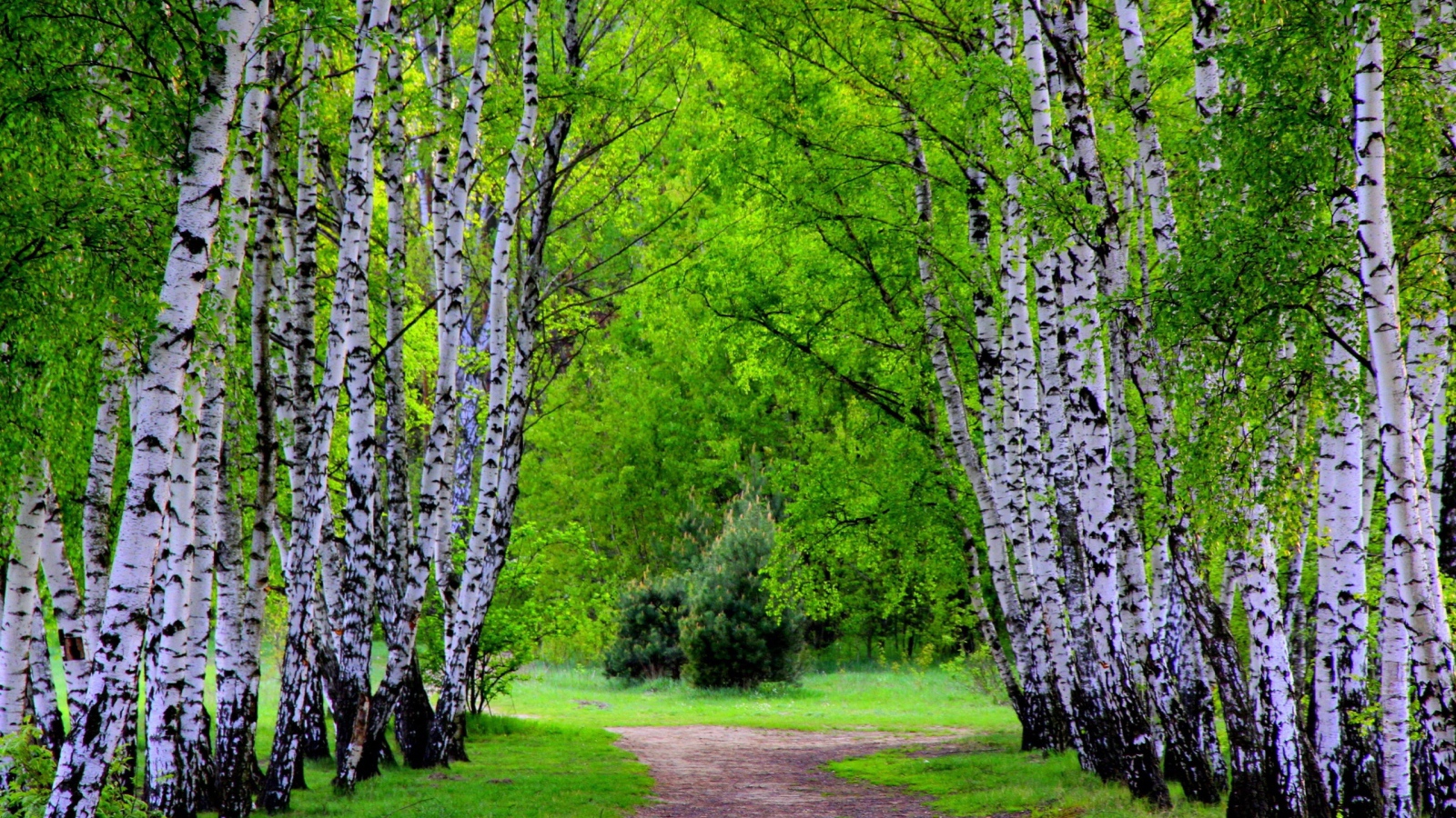 Alley of birch trees