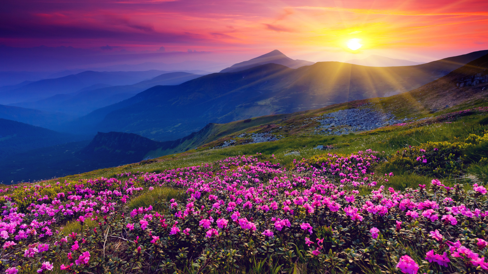 Цветы в горах на рассвете