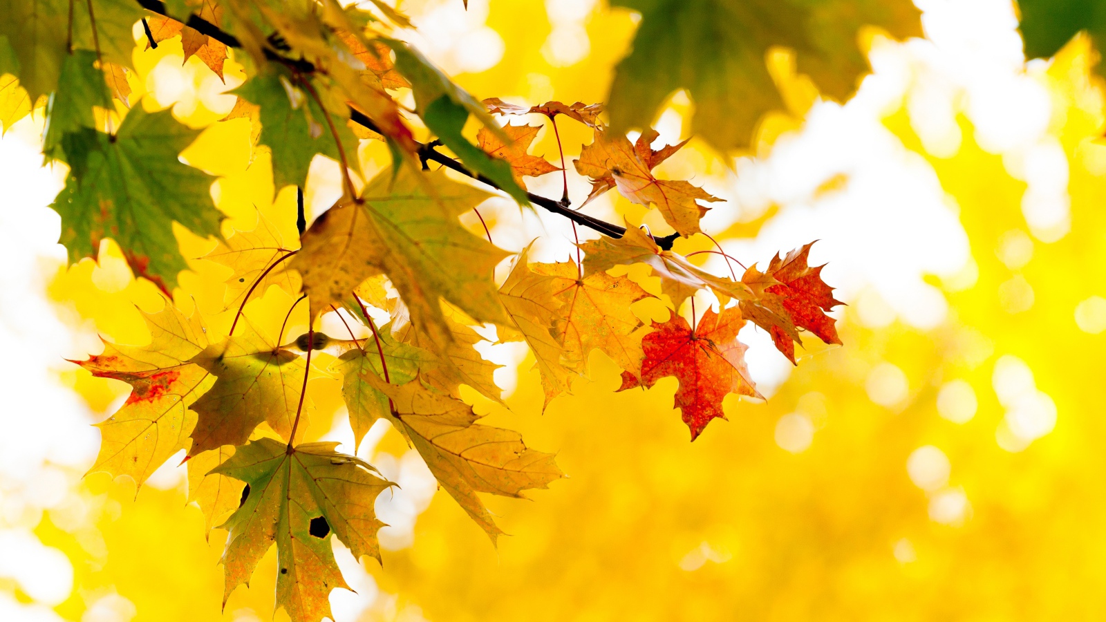 Желтые листья клена