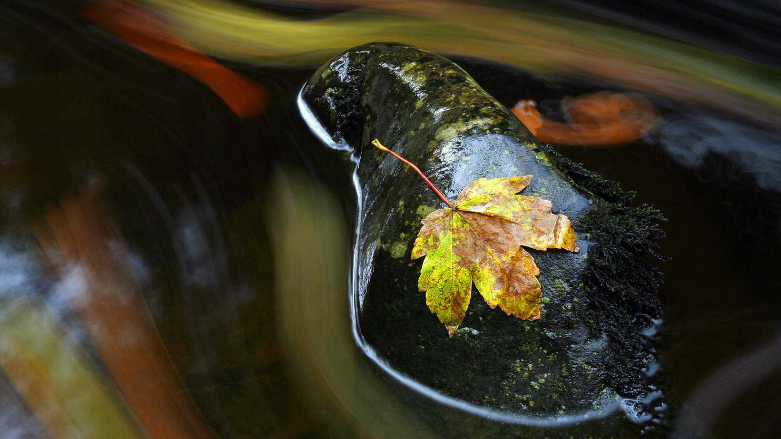 Осенний лист на мокром камне