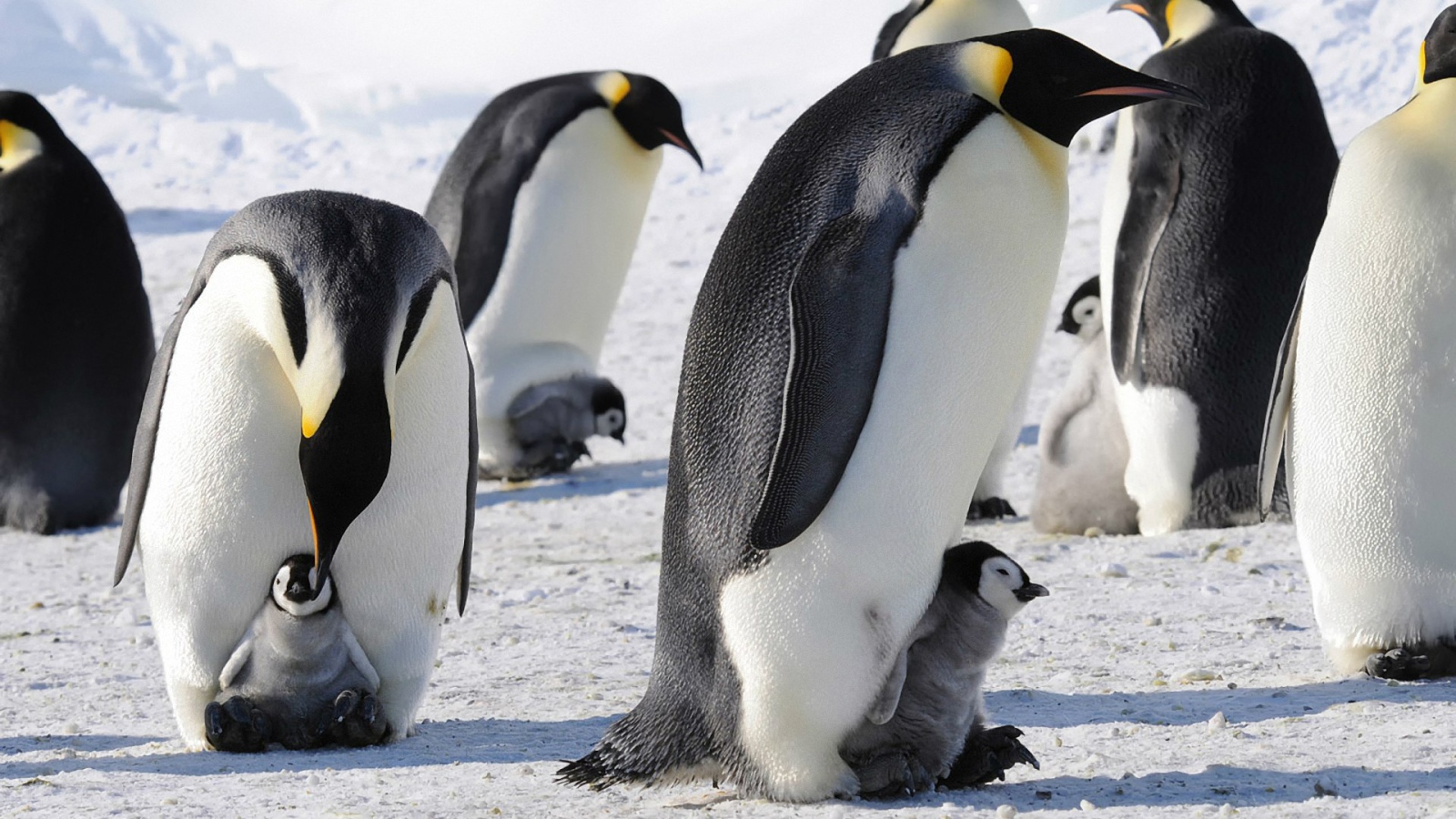 Императорские пингвины с детенышами