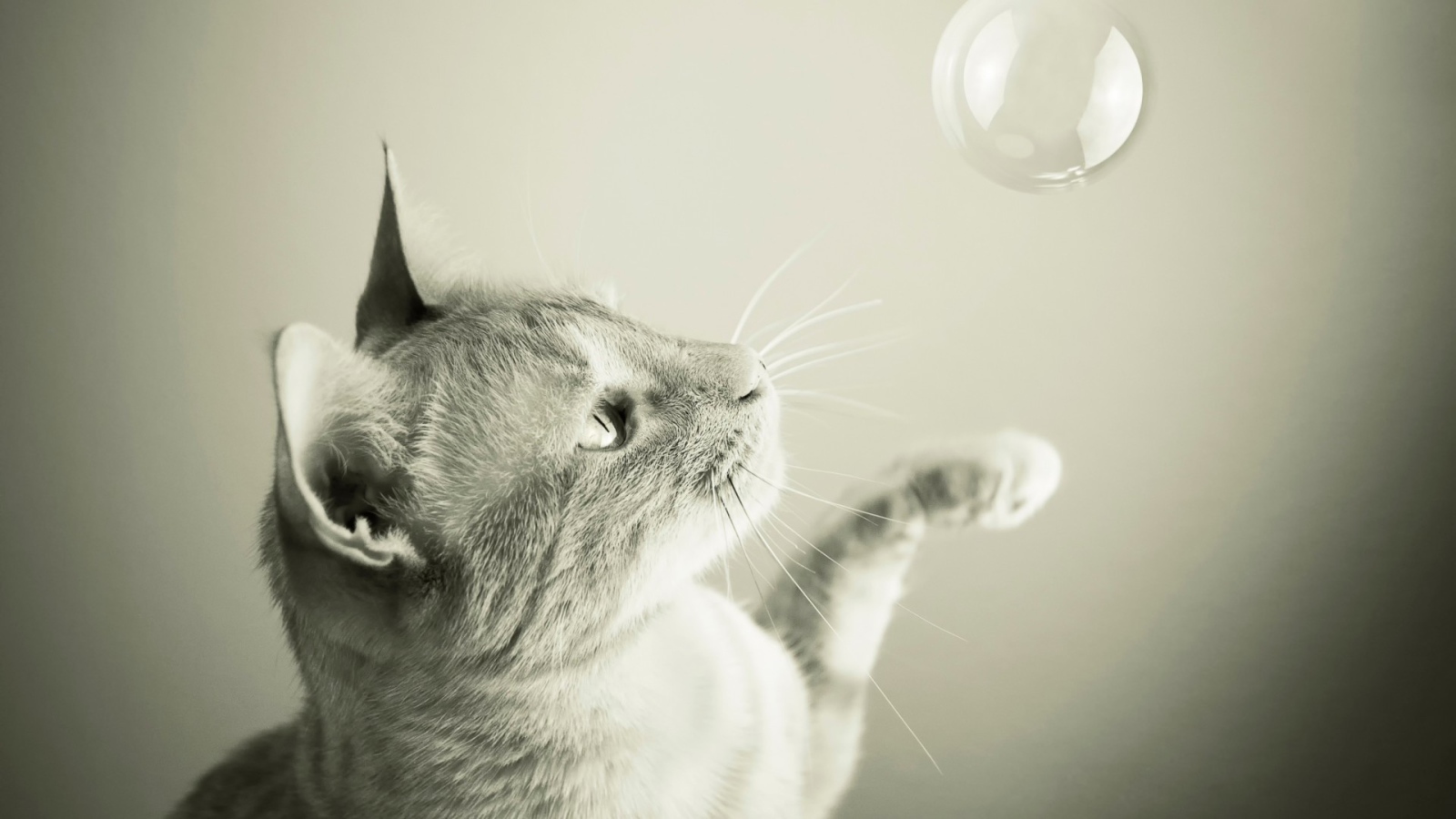 Cat catches a soap bubble