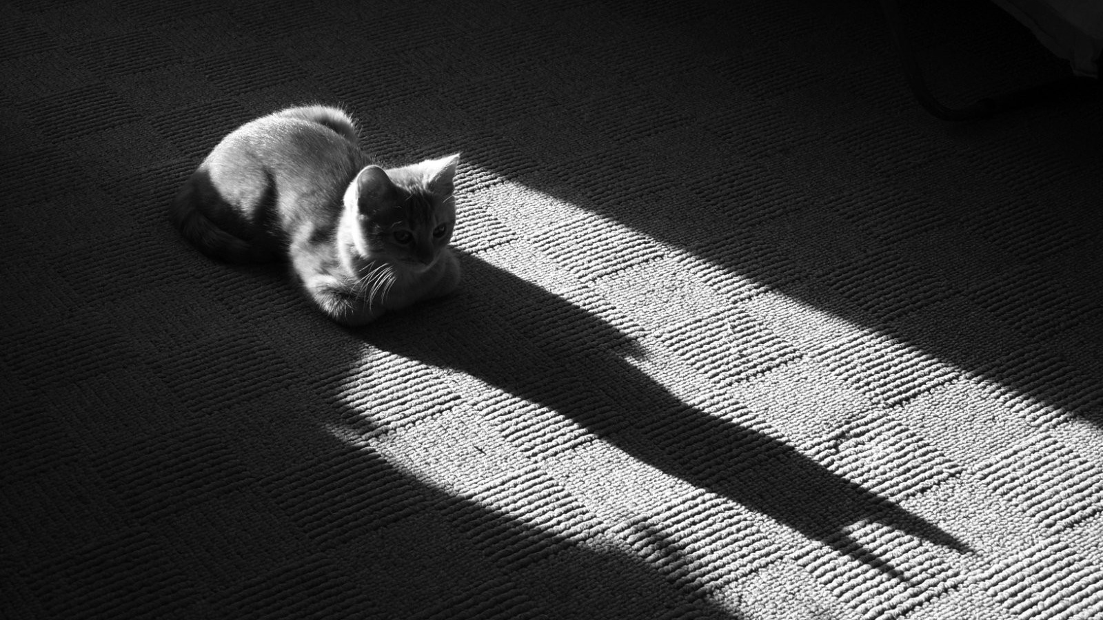 Тень от серого кота