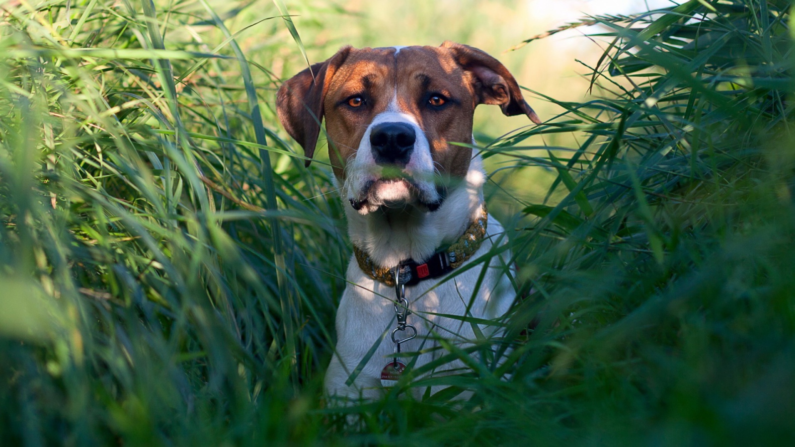 Собака в зеленых зарослях травы