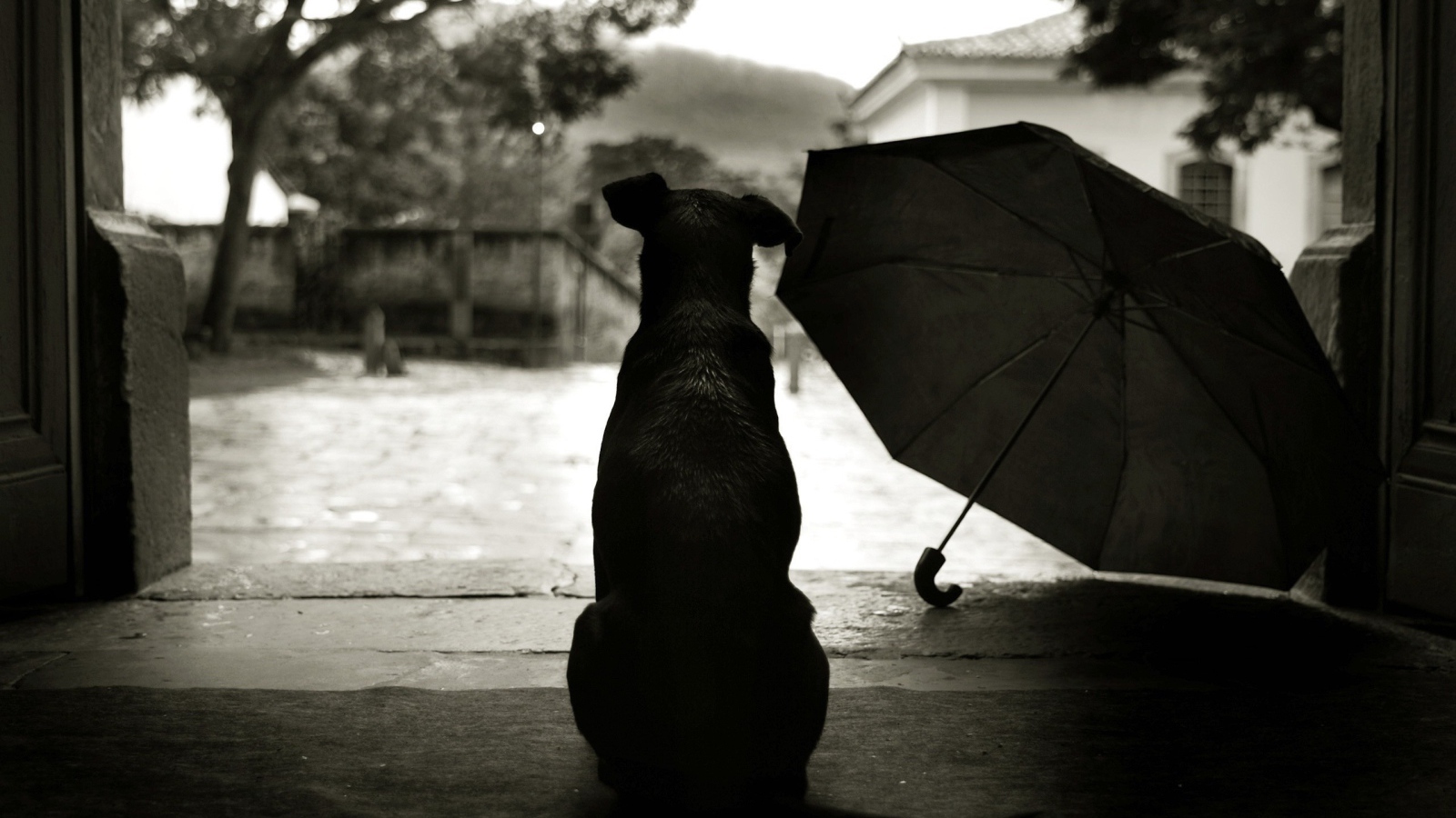 Собака смотрит на дождь на улице