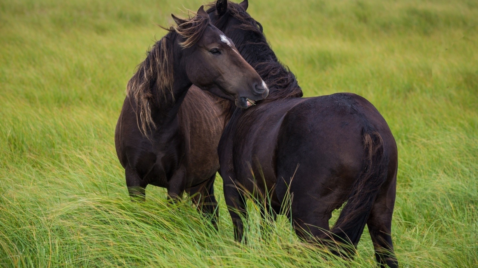 Пара черных лошадей в траве