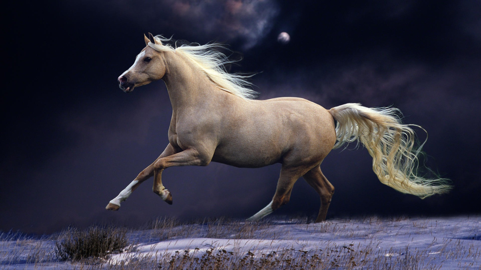 Белый конь на заснеженном поле