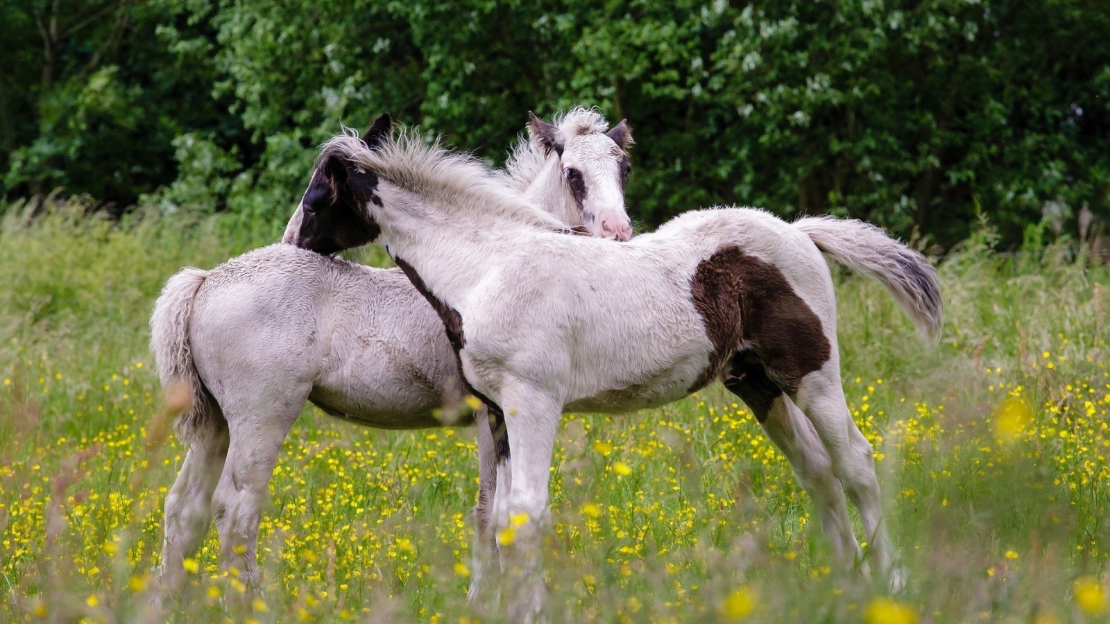 Молодые лошади на поле желтых цветов